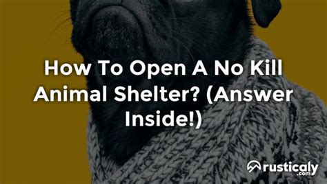 How To Open A No Kill Animal Shelter Finally Understand