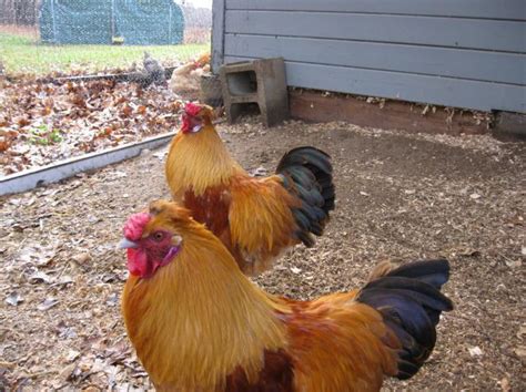 Chickens don't like to drink dirty water, and. What to Do When Your Roosters are Fighting and How to Care ...