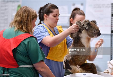 A Male Koala Is Weighed By Vets And Nurses At The Adelaide Koala