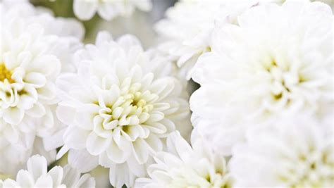 All White Flowers For Funeral Funeral Flowers For Men Sympathy
