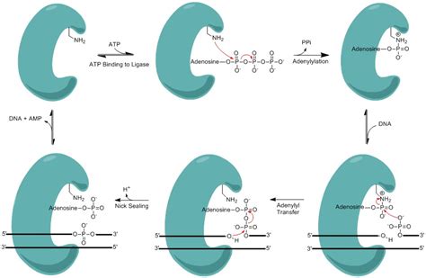 Difference Between Dna Ligase And Dna Polymerase Compare The