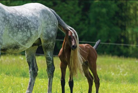 Foal Heat Diarrhea The Texas Horseman