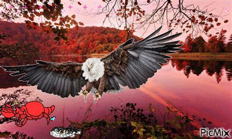 Eagle Is Fishing Free Animated Gif Picmix