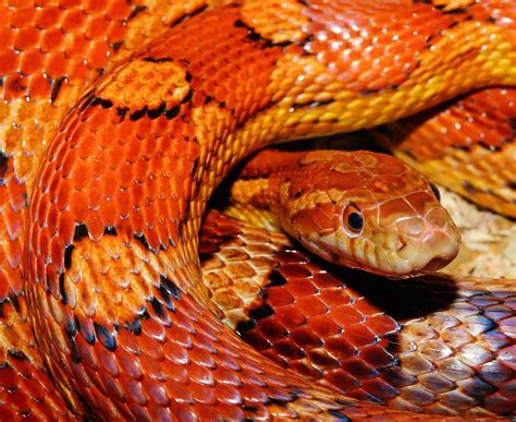 7 Most Popular Pet Snakes