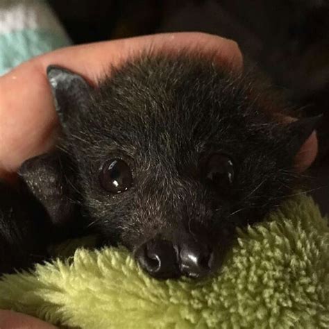 Orphaned Baby Flying Fox Australian Cute Bat Cute Baby Animals