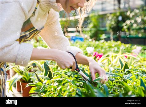 Cute Young Woman Gardener Cutting Plants With Garden Scissors In