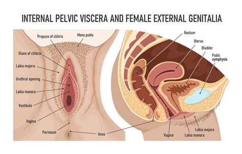 Curiosidades Sobre La Zona U La Uretra La Entrada Vaginal Y El