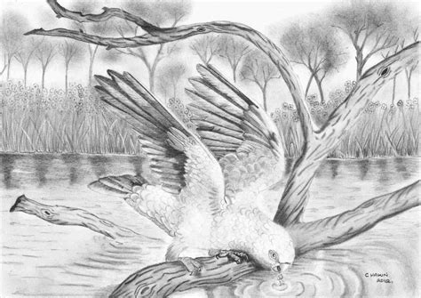 Realistic Nature Drawing At Explore Collection Of