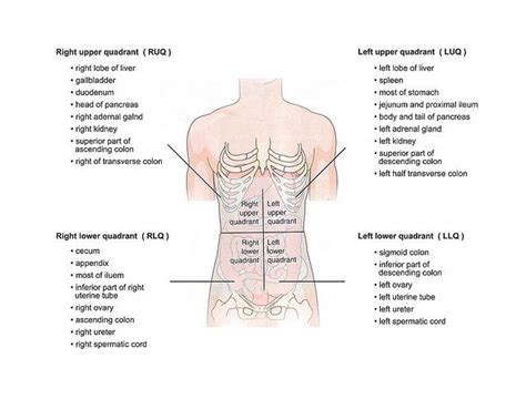 Muscles , and skin covering the left side of the. Image from http://www.harvard-wm.org/wp-content/uploads/2014/11/Organs-in-Body-Quadrants.jpg ...