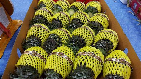Premium Fresh Mini Pineapple Phulae Variety Northern Th