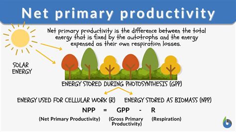 Net Primary Productivity Definition And Examples Biology Online