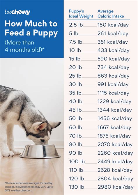 How Much Should A Puppy Eat Daily