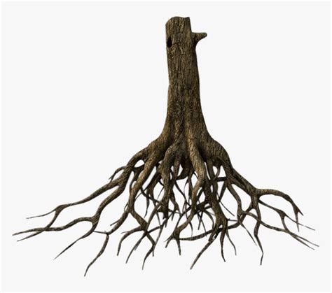 Lower Tree Trunk And Roots Tree Roots Png Transparent Png