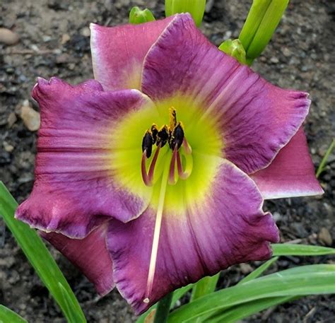Photo Of The Bloom Of Daylily Hemerocallis The Blues Project Posted