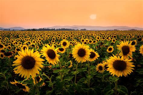 Sunflowers And Smoke By Michael Brandt Photo 223237673 500px Con