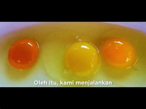 Sejauh manakah anda tahu tentang warna kuning telur - YouTube