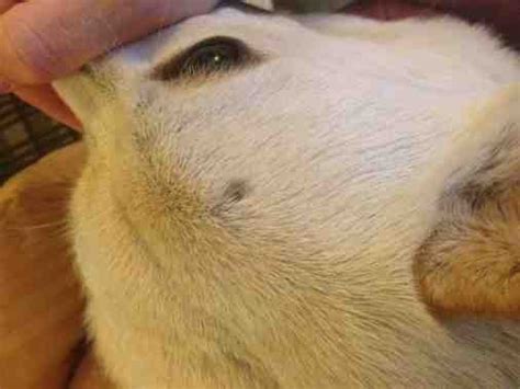 Wierd Growth On Top Of Head Pea Sized German Shepherd Dog Forums