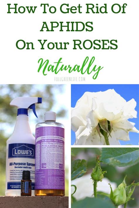 Get the latest in aphids pesticide. How To Get Rid Of Aphids On Your Roses Naturally | Full ...