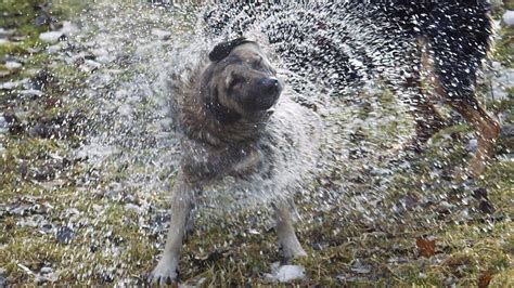 Bbc World Service Outlook What Makes A Wet Dog Smell