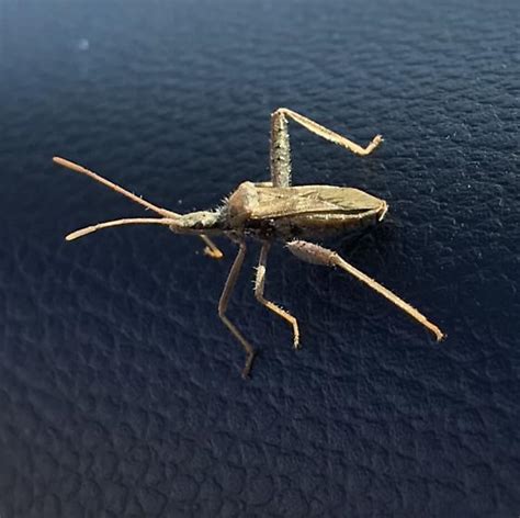 Flying Cricket Grasshopper Like Bug Narnia Bugguidenet