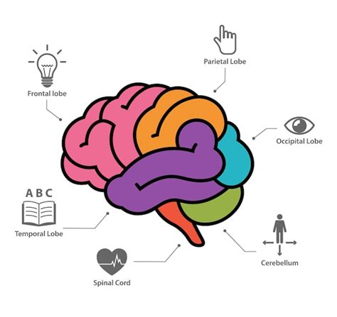 Premium Vector Human Brain Anatomy Section Infographic Vector