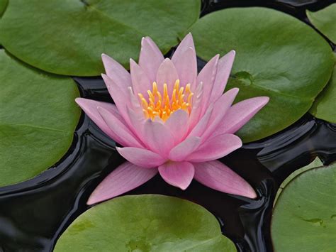 Wallpaper Water Lily Wallpapers