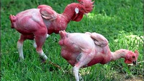 Featherless Chicken Fun Animals Wiki Videos Pictures Stories