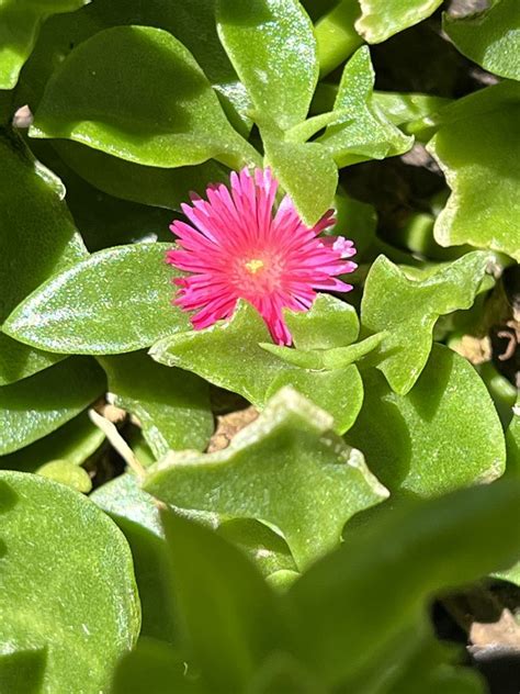 Ice Plant Grow Guide Artofit