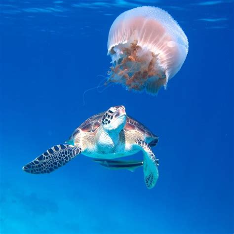 Oceana On Instagram Leatherback Hawksbill And Juvenile Green Sea Turtles Are Known To Eat