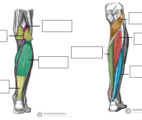 Muscles Of The Leg Posterior Group Diagram Quizlet