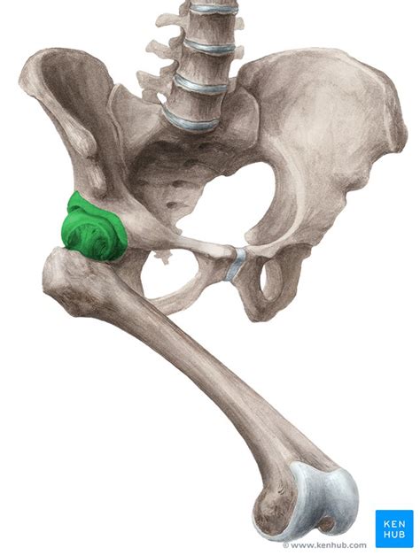 Hip Joint Bones Movements Muscles Kenhub