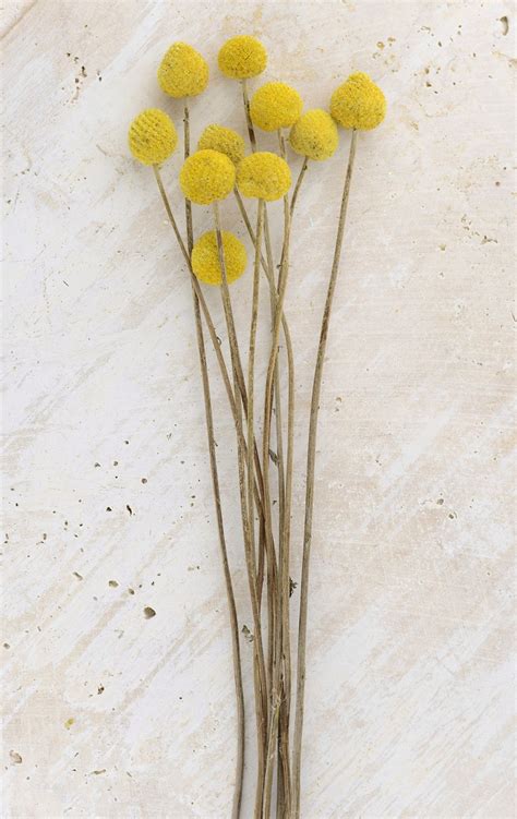 If you are looking for a relatively tall plant with yellow button flowers and gray leaves, you might be looking for santolina cut the flowers for fresh arrangements, as well as dried flowers. Billy Ball Craspedia (Pack of 10) | Billy buttons, Dried ...