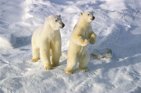Polar Bear Female And Yearling Photograph By Dan Guravich Fine Art