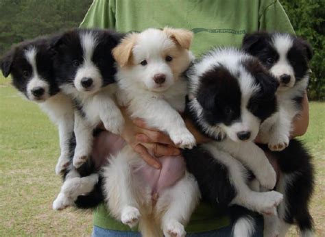 Border Collie Dog Breed Information Images Characteristics Health