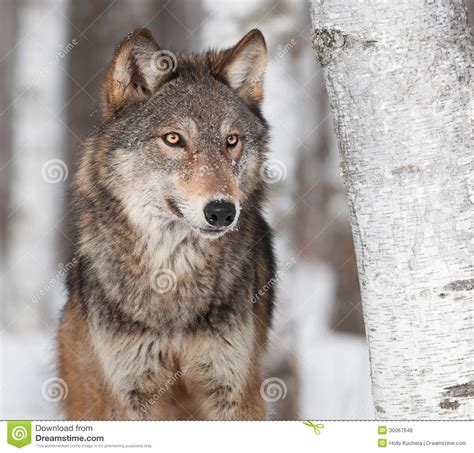 Grey Wolf Canis Lupus By Birch Tree Stock Photo Image Of Creature