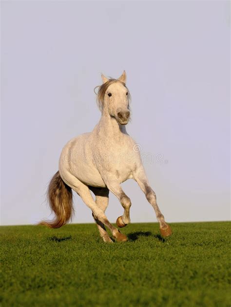 White Horse In Field Stock Photo Image Of Canter Dresser 22187358