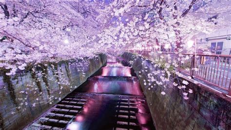10 Best Cherry Blossom Japan Wallpaper Full Hd 1920×1080 For Pc Desktop