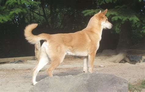 Chinook Dog All Big Dog Breeds