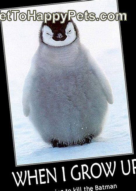 24 Memes Que Provam Que Os Pinguins São Os Animais Mais Engraçados Da