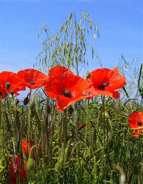 Papaver Rhoeas Poppy Field · Free Photo On Pixabay