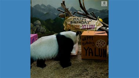 Panda Twins Celebrate Birthday At Atlanta Zoo Good Morning America