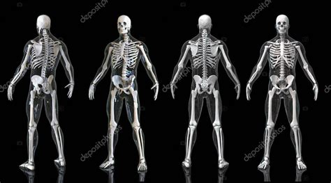 Esqueleto Humano Huesos Anatomía Estructura Del Cuerpo Humano Aislado