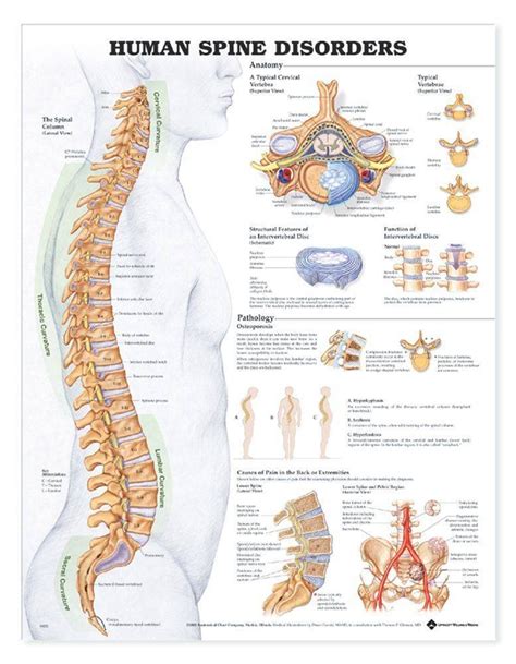 Anatomy Chart Human Spine Disorders
