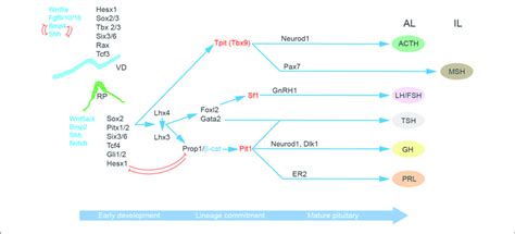 Molecular Regulation Of Pituitary Gland Development A Succession Of