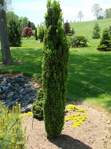 Green Tower Boxwood Interesting Tall Columnar Shape Might Be Nice In