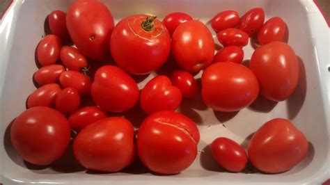 Jersey Tomatoes 2016 New Jersey Hungry Onion