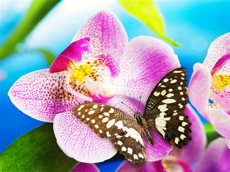 A Butterfly On The Orchid Hd Desktop Wallpaper Widescreen High