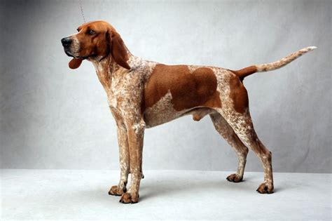 American English Coonhound Everything You Need To Know Mypetcarejoy