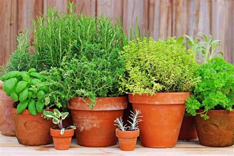 5 Fines Herbes Pour Le Balcon Jardinier Paresseux Planting Herbs