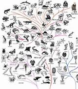 Darwin Theory Of Evolution Yahoo Pictures